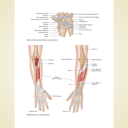 The Anatomy of Sports Injuries, Second Edition: Your Illustrated Guide to Prevention, Diagnosis, and Treatment by Brad Walker