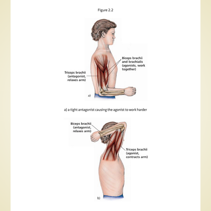 The Anatomy of Stretching, Second Edition: Your Illustrated Guide to Flexibility and Injury Rehabilitation by Brad Walker