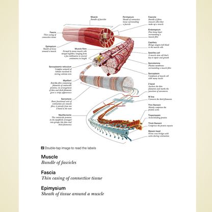 Science of Strength Training: Understand the Anatomy and Physiology to Transform Your Body by Austin Current